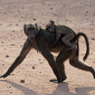 Waterberg - Chacma baboon with baby